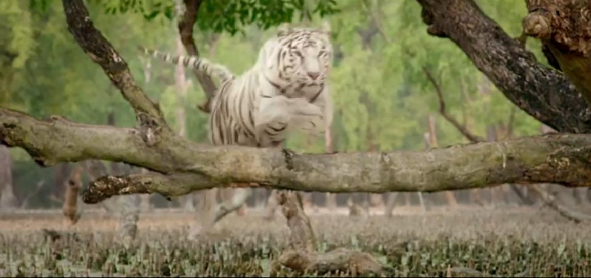Roar Tigers Of The Sunderbans Songs, Images, News