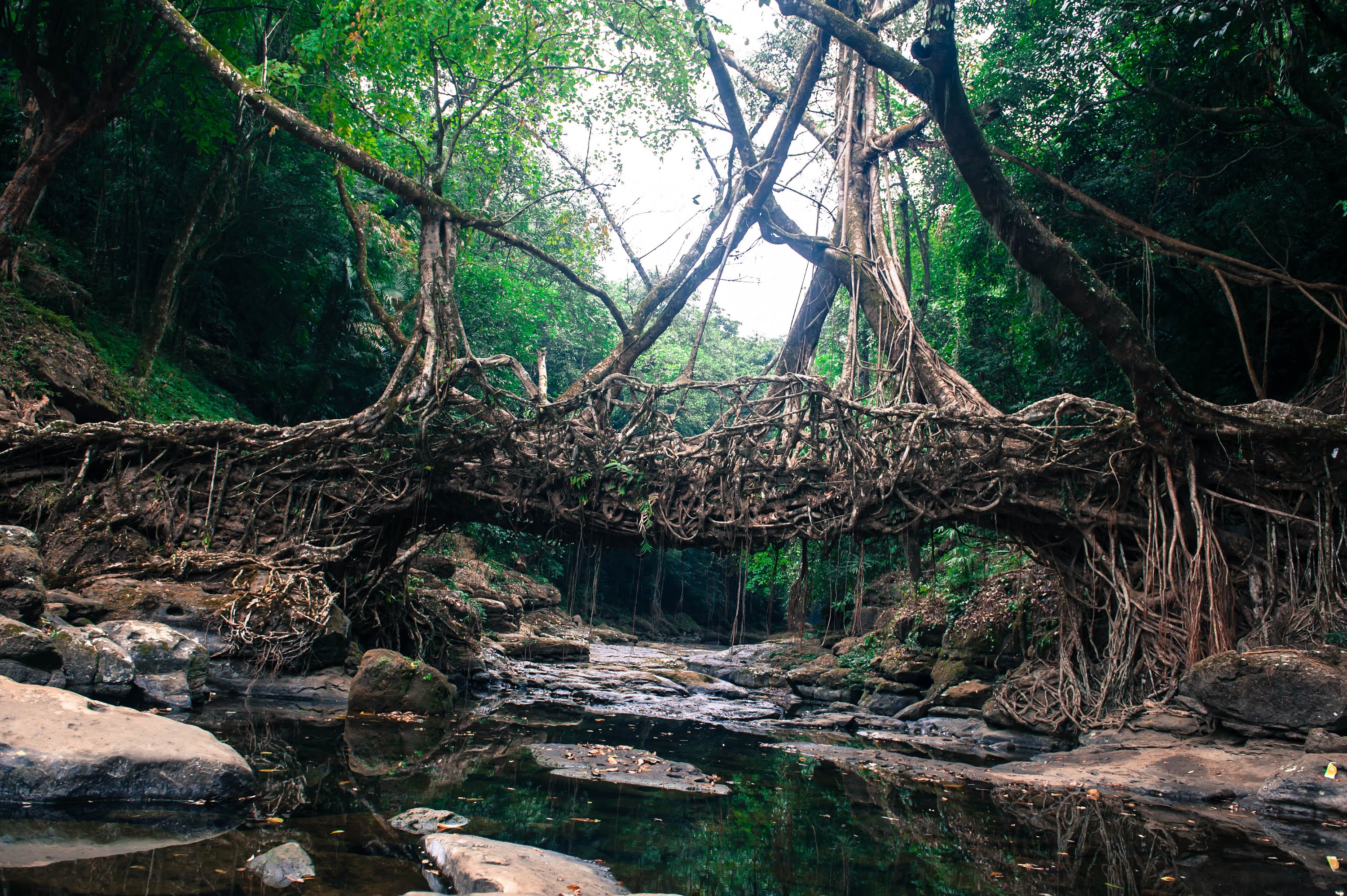 LIVING ROOT BRIDGE - MAWLYNNONG Photos, Images And Wallpapers ...