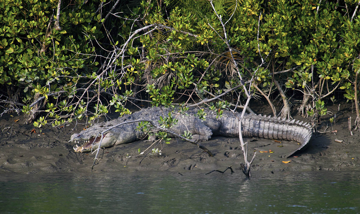 Bhitarkanika Natinal Park