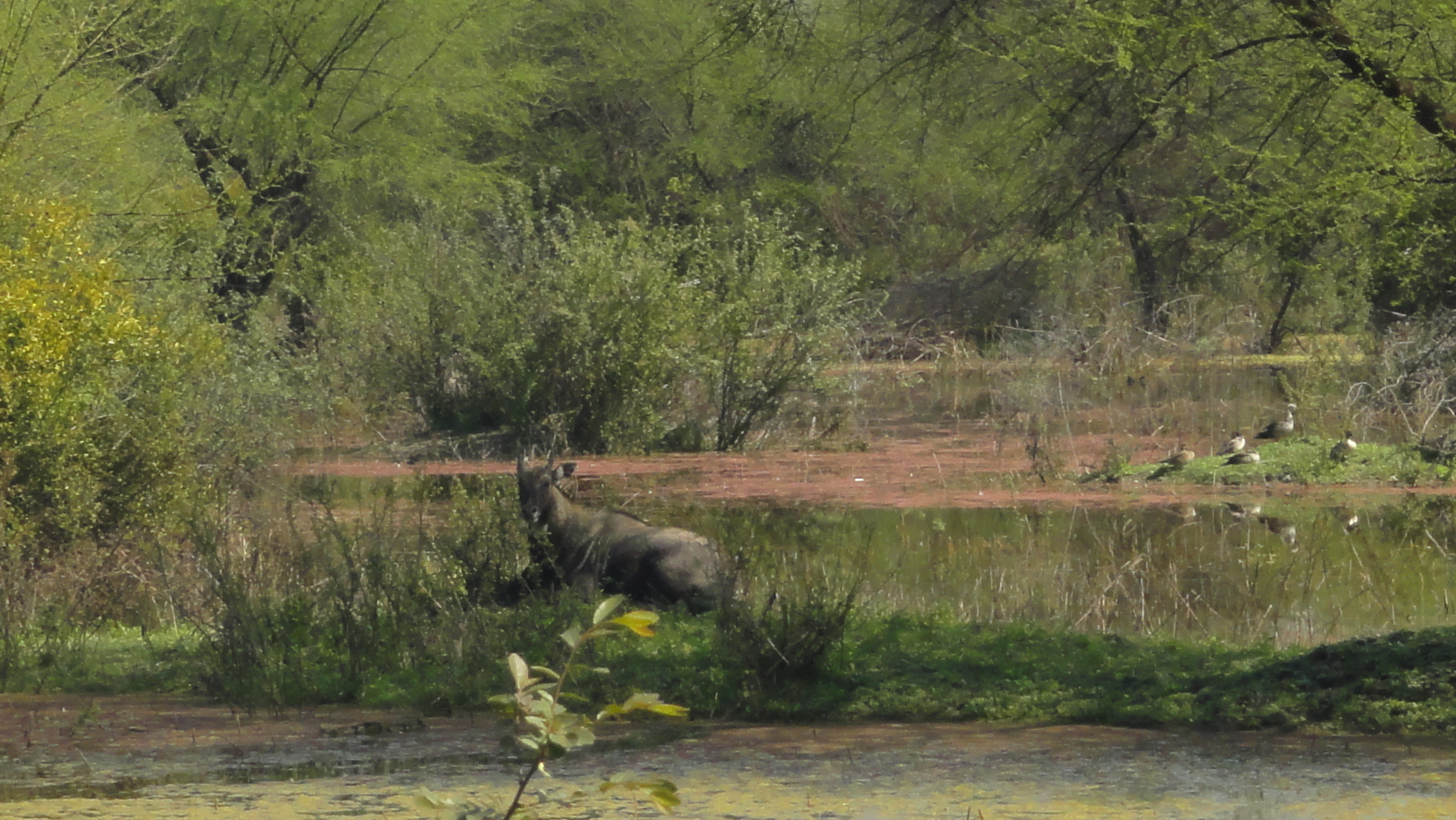 keoladeo-ghana-national-park-photos-images-and-wallpapers-mouthshut