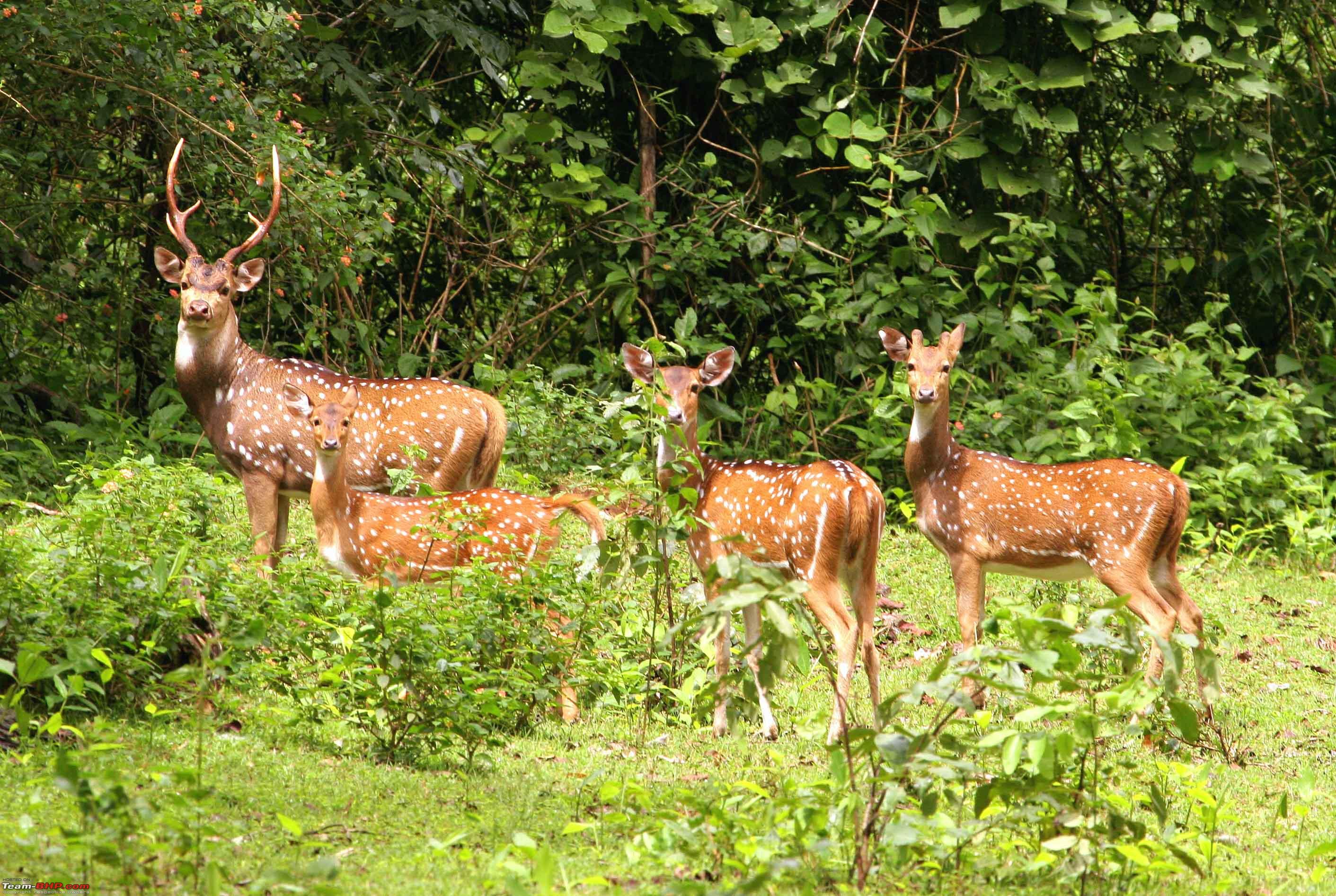 Image result for Kaziranga National Park images