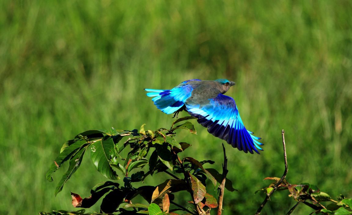 Bharatpur bird sanctuary