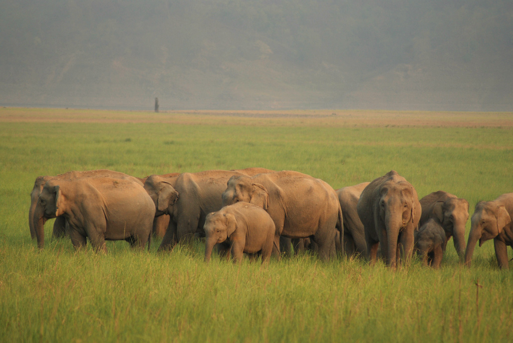 jim corbett national park Jim corbett national park india, corbett national park india tours – corbett park – offers tours to corbett national park india offering jim corbett park jungle. jim corbett national park Jim corbett national park india, corbett national park india tours – corbett park – offers tours to corbett national park india offering jim corbett park jungle.
