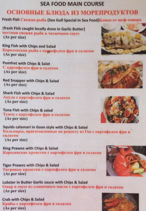 Sea Gull - Morjim Beach - Arambol - Goa image 7