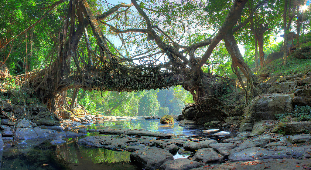 LIVING ROOT BRIDGE - MAWLYNNONG Photos, Images and Wallpapers, HD ...