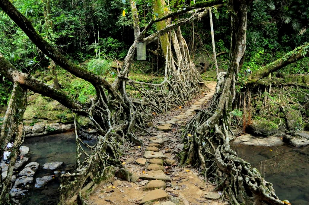 LIVING ROOT BRIDGE - MAWLYNNONG Photos, Images and Wallpapers, HD ...