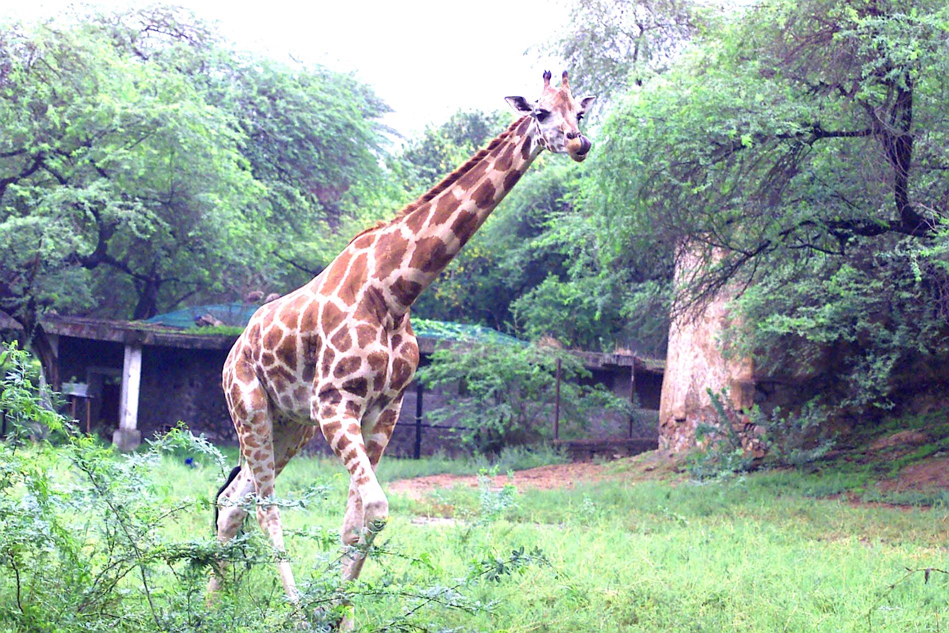 NATIONAL ZOOLOGICAL PARK - DELHI Photos, Images and Wallpapers, HD