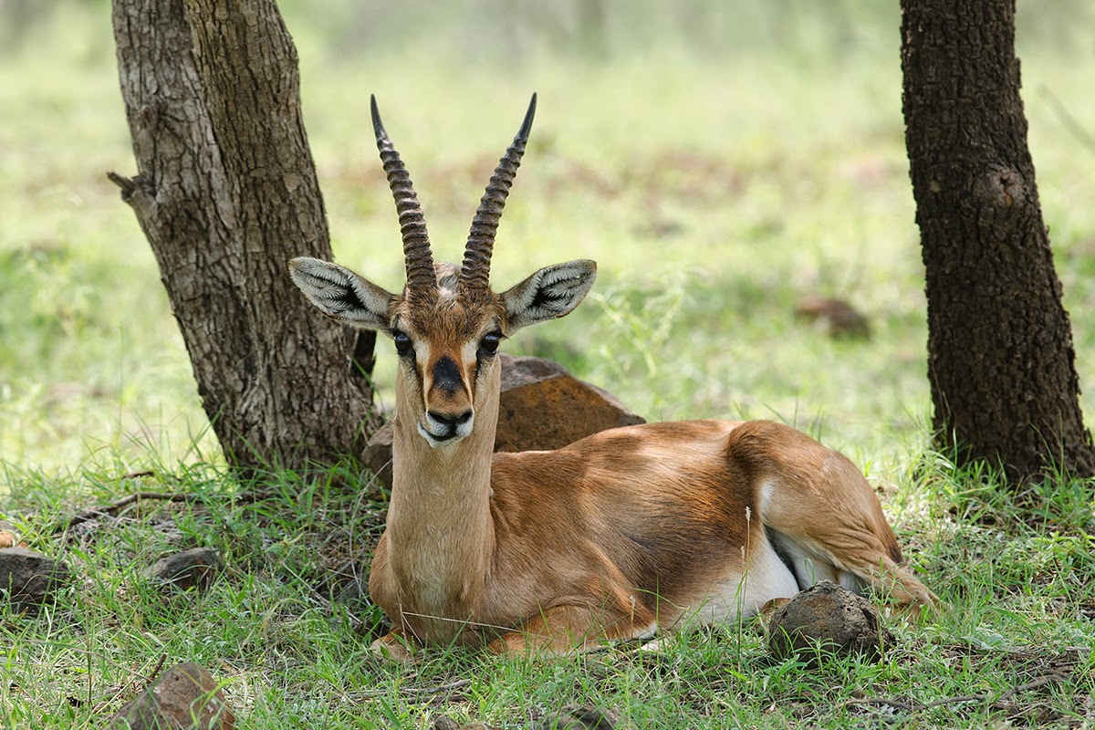 MAYURESHWAR WILDLIFE SANCTUARY - PUNE Photos, Images and Wallpapers, HD ...