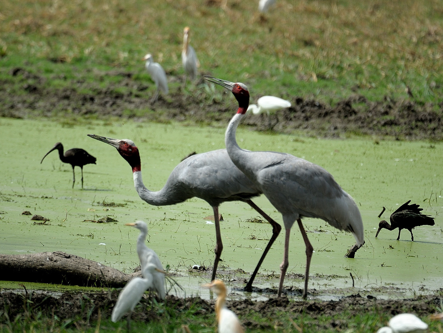 Image result for Keoladeo Ghana National Park in Bharatpur