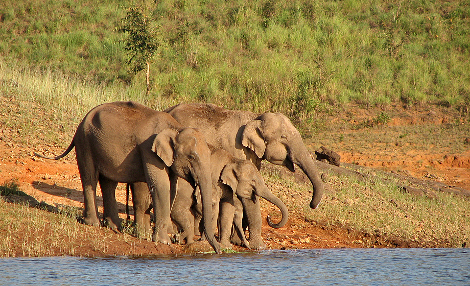 Sunderbans Wildlife Sanctuary Image