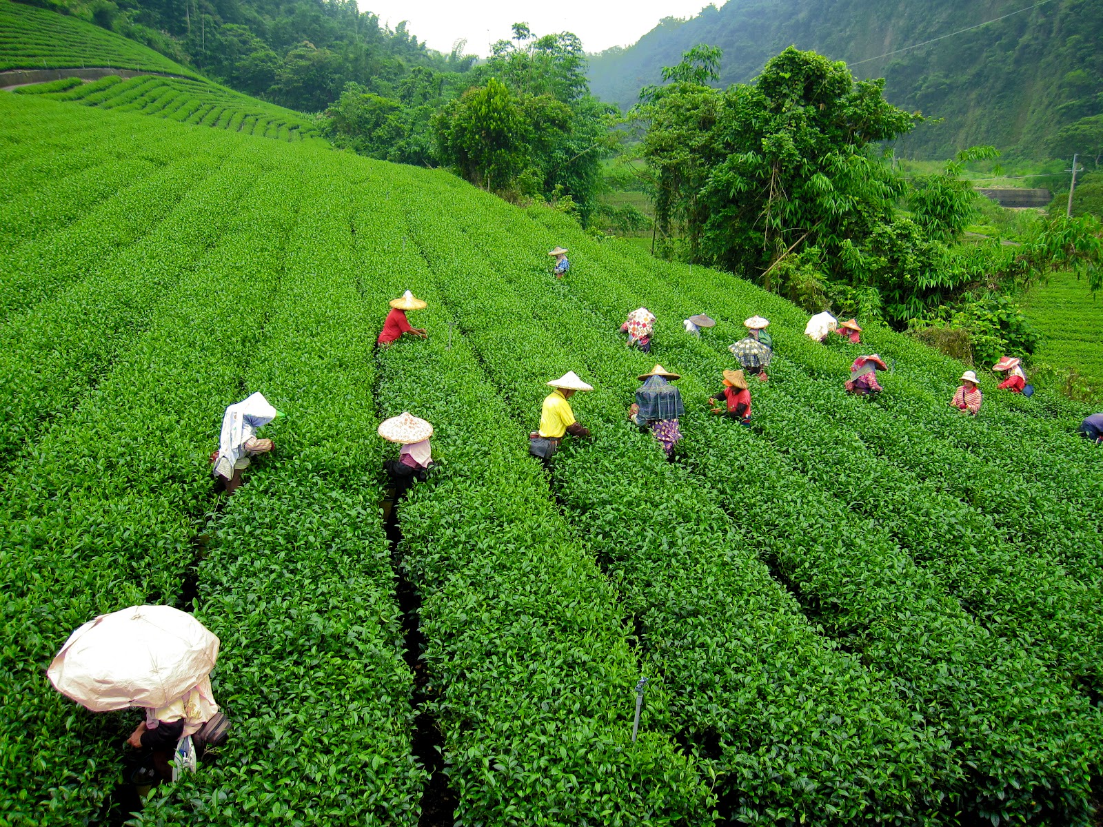 Darjeeling Image