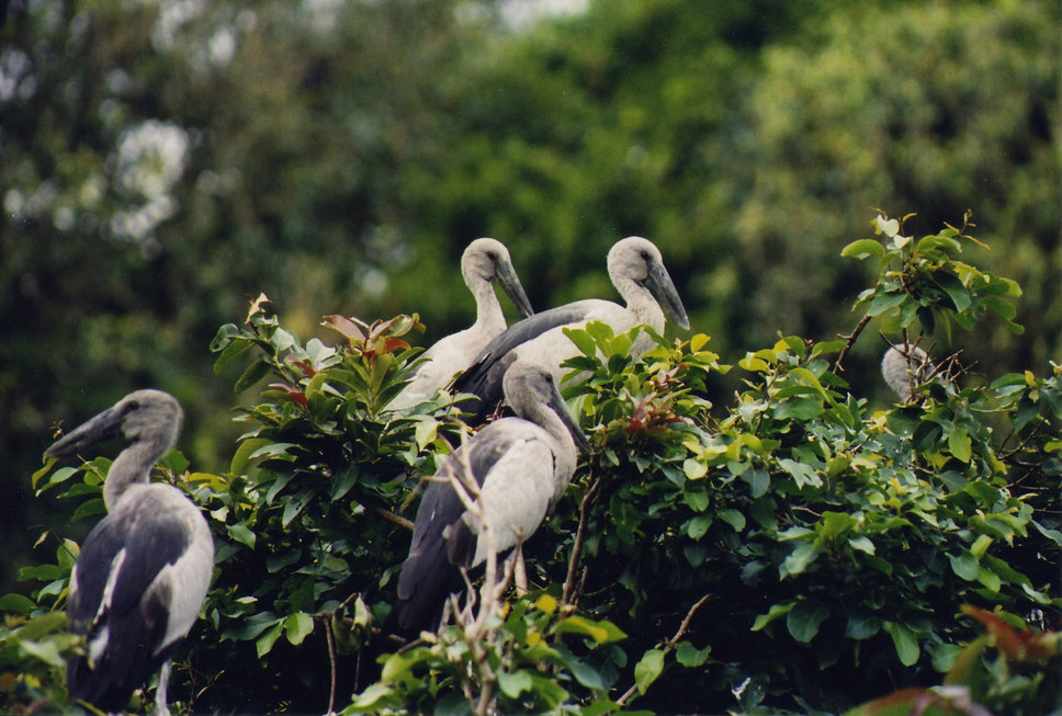 karnala-bird-sanctuary-reviews-karnala-bird-sanctuary-tourist-places