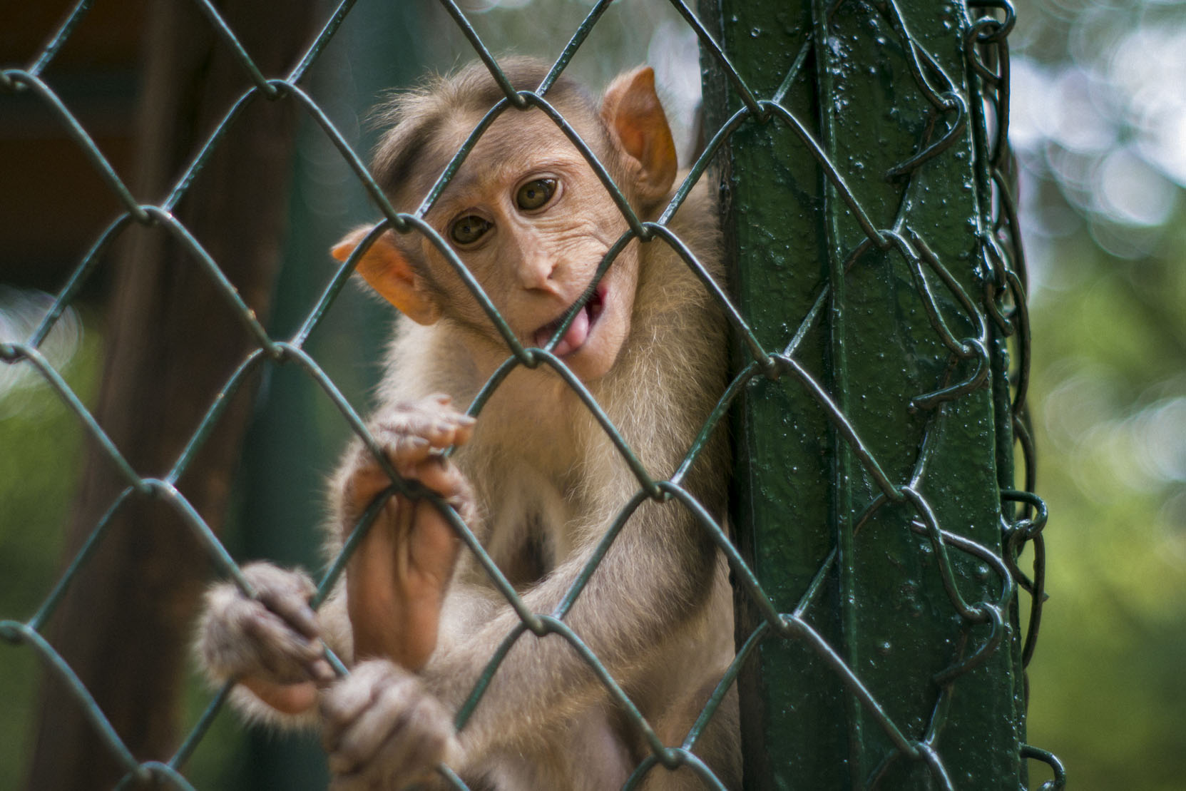 The Guindy National Park Image