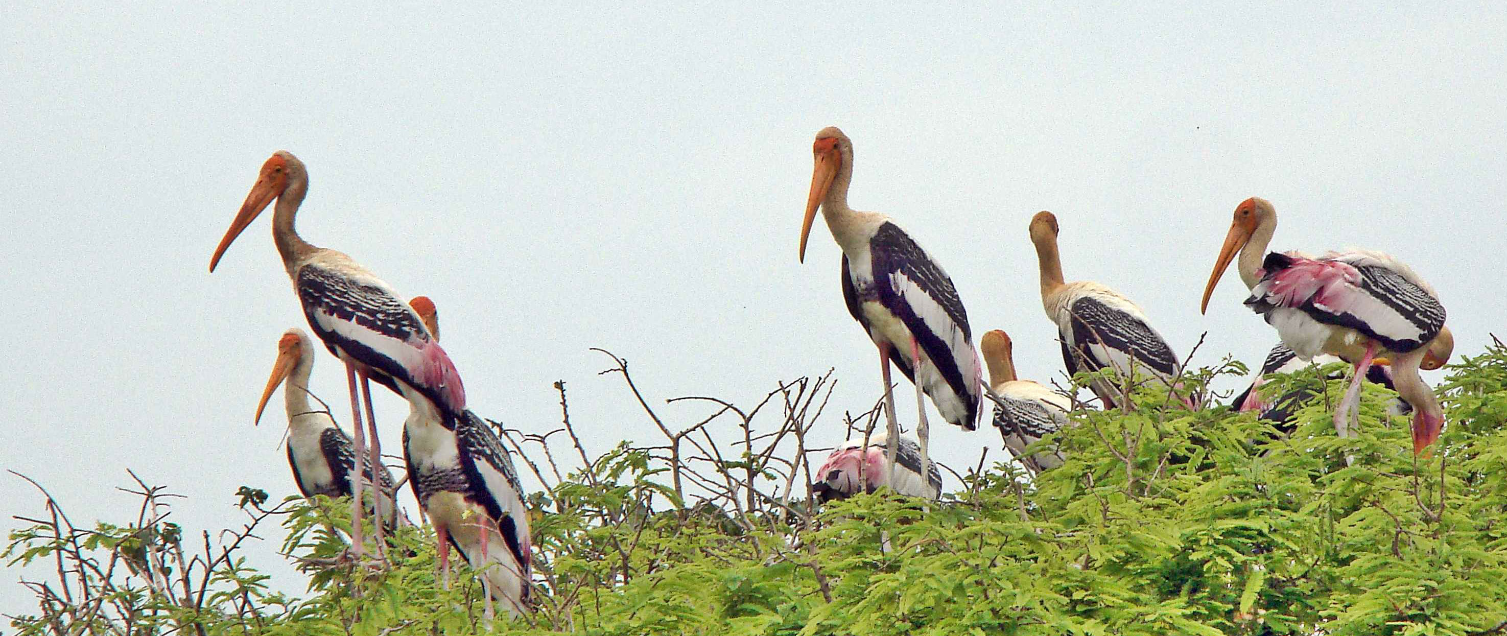 Image result for kokkare bellur bird sanctuary