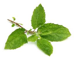 Tips of Tulsi and its uses Image