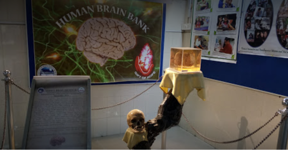 NIMHANS Brain Museum - Bangalore Image