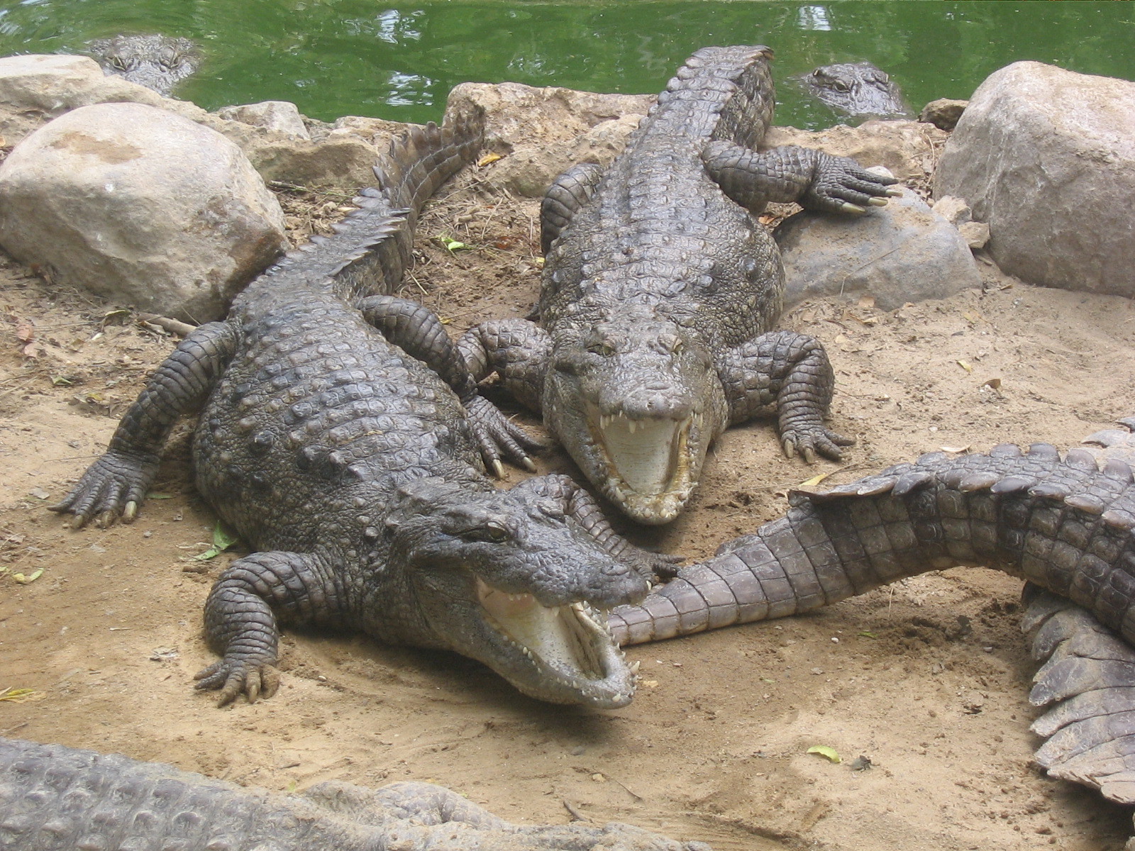 Madras Crocodile Bank Trust - Chennai Image