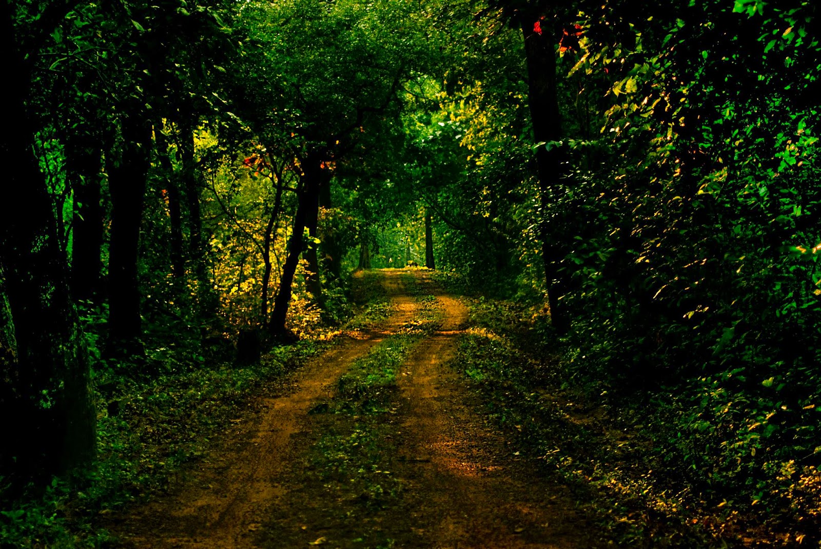 Kuldiha Sanctuary - Mayurbhanj Image