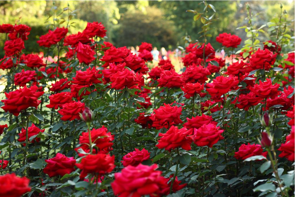 Rose Garden - Sas Nagar Image