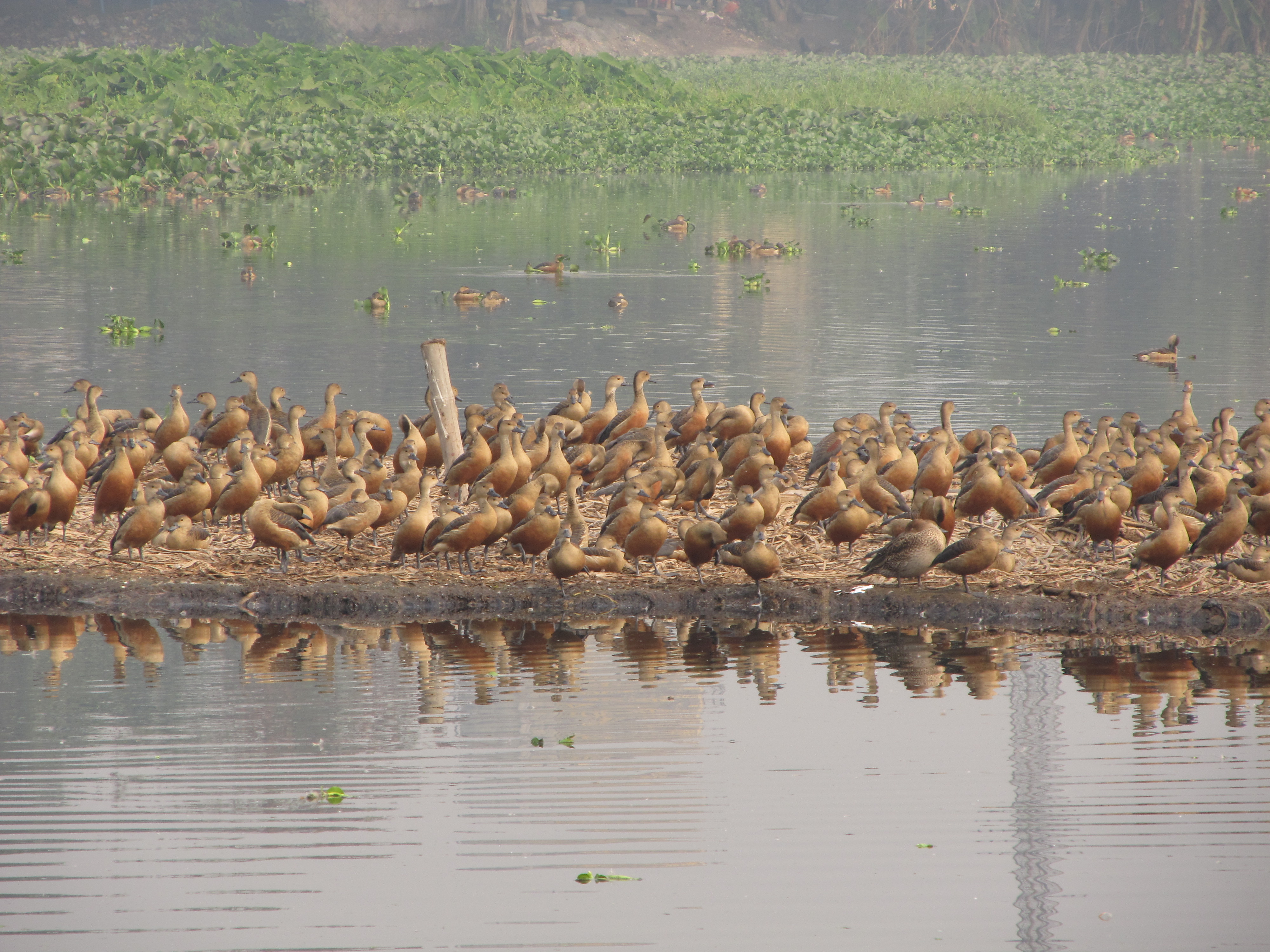 Santragachi Jheel - Howrah Image