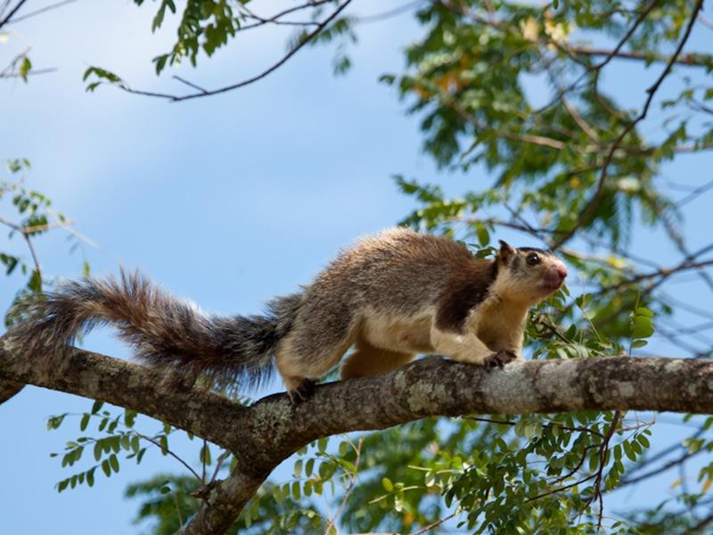 Dalma Wildlife Sanctuary - Jamshedpur Image