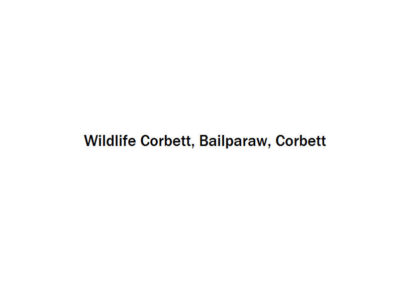 Wildlife Corbett - Bailparaw - Corbett Image