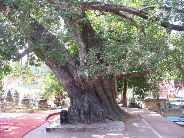 Rajayatna tree - Bodhgaya Image