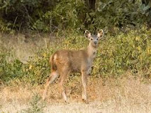 Chandoli National Park - Sangli Image