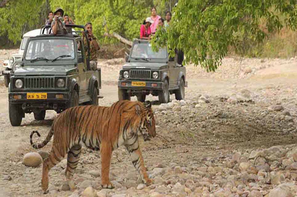 Jhirna - Corbett Image