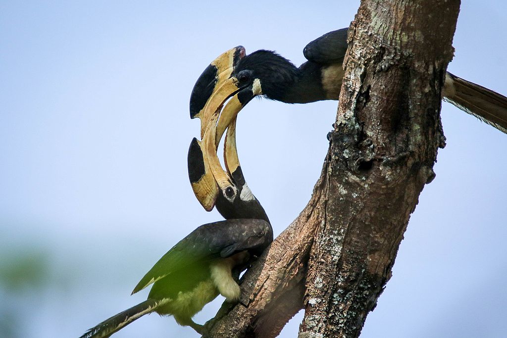 Dandeli Wildlife Sanctuary - Dandeli Image