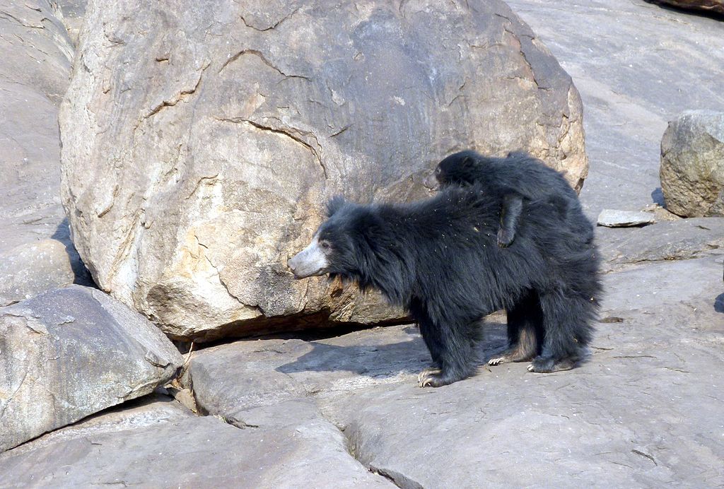 Daroji Bear Sanctuary - Hampi Image