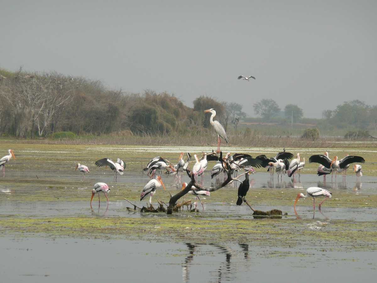 Water Bird Sanctuary - Rameshwaram Image