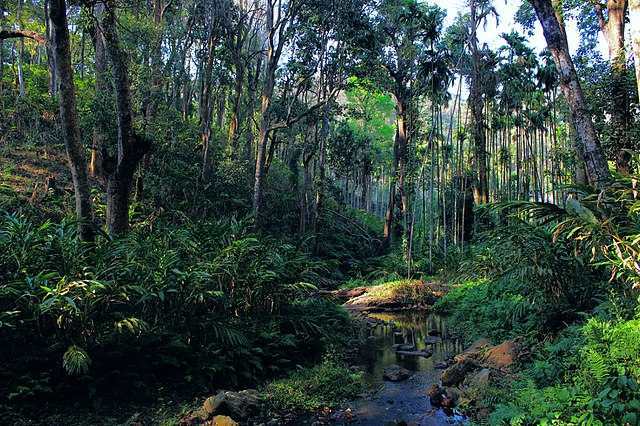 Attapadi Reserve Forest - Palakkad Image