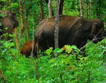 Parappa Wildlife Sanctuary - Kasargod Image