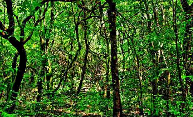 Kareem's Forest Park - Kasargod Image