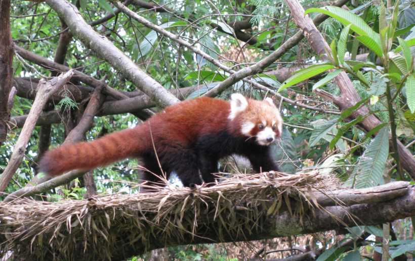 Padmaja Naidu Himalayan Zoological Park - Darjeeling Image