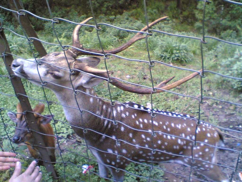 Deer Park, Kurseong - Kurseong Image