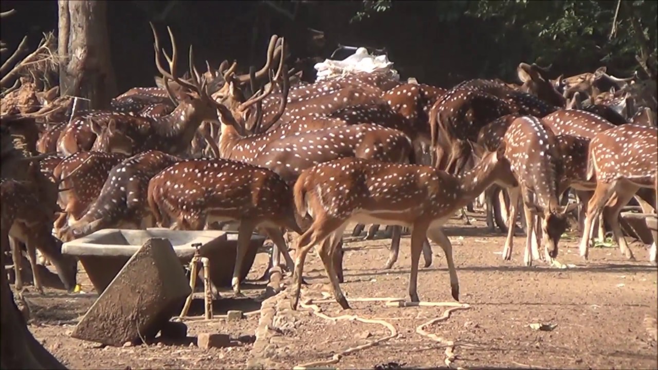 The Deer Park - Bardhaman Image