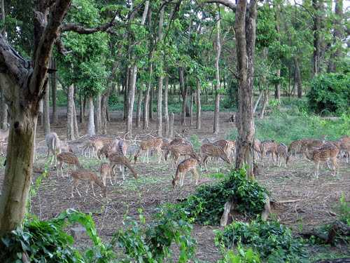 Adina Dear Park - Malda Image