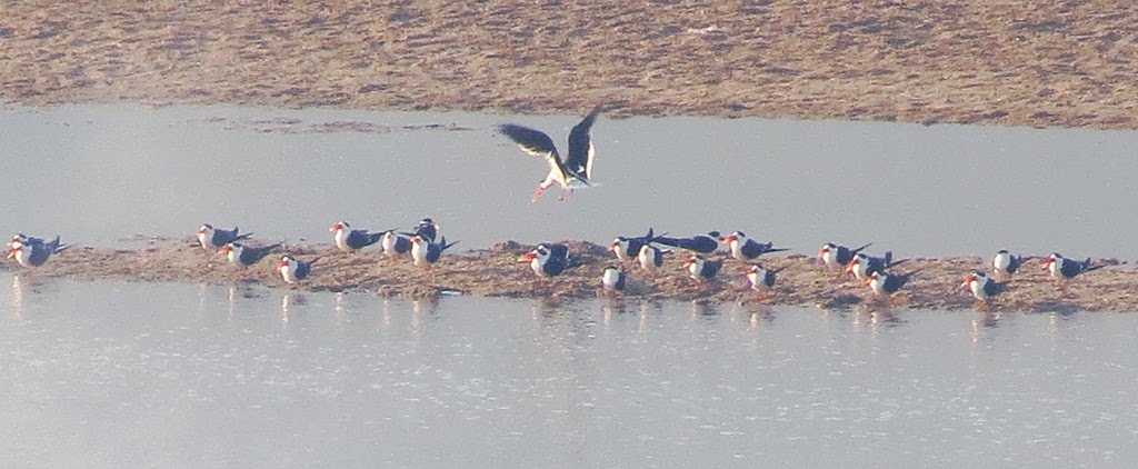 Tikarpada Wildlife Sanctuary - Bhubaneswar Image