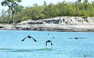 Dibru-Saikhowa National Park - Tinsukia Image