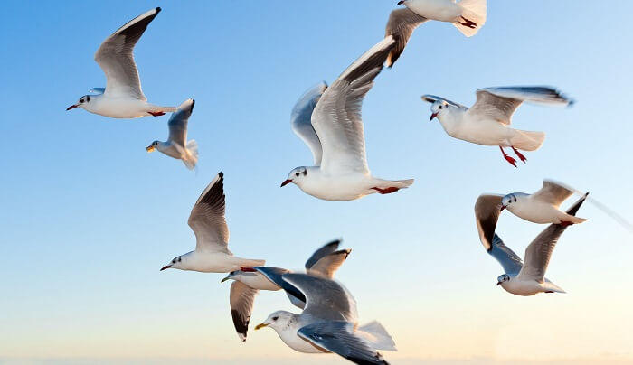 Seagulls Tours & Travels - Coimbatore Image