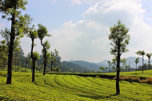 Vacation Navigators - Munnar Image