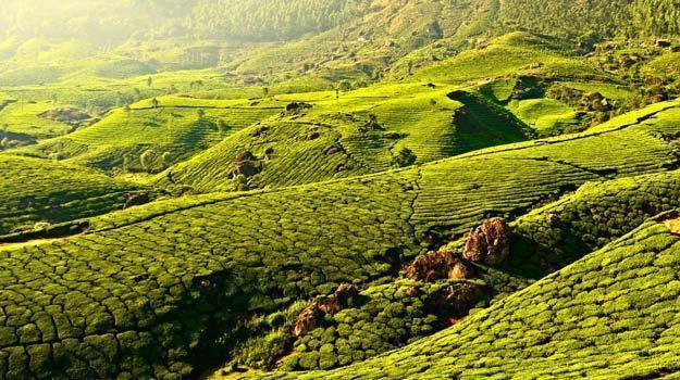 AGAN Holidays - Munnar Image