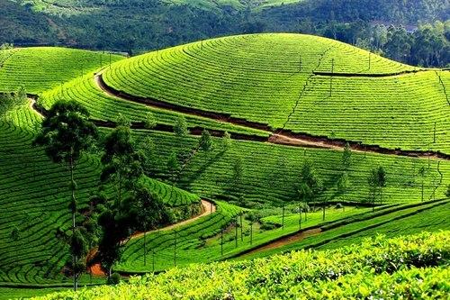 Sri Ram Travels - Munnar Image