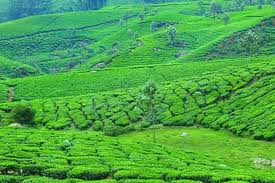 Khidma Tourism - Munnar Image