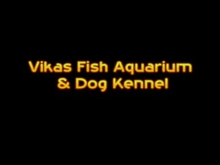 Vikas Fish Aquarium and Dog Kennel - New Moti Nagar - Delhi Image