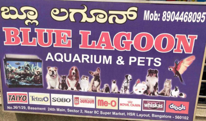 Blue Lagoon Aquarium & Pets Shop - HSR Layout - Bengaluru Image