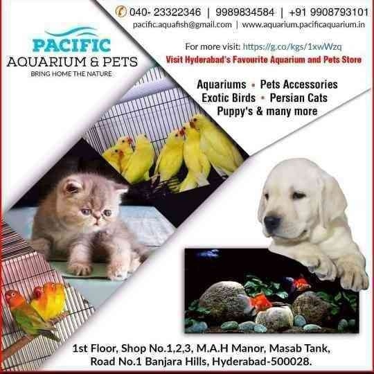 Pacific Aquariums - Masab Tank - Hyderabad Image