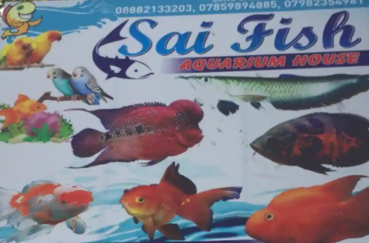 Sai Fish Aquarium - Kavi Nagar - Ghaziabad Image